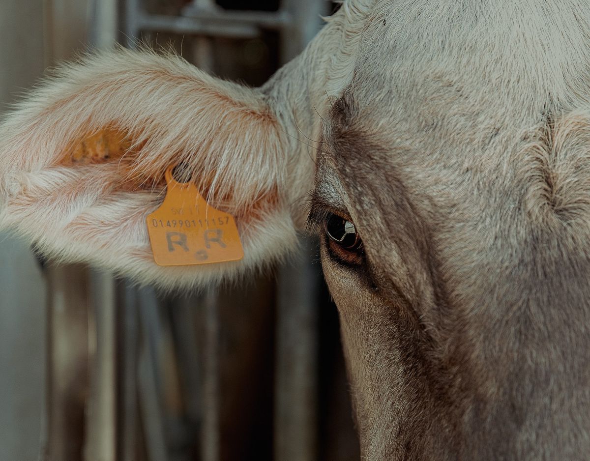 Die Landwirtschaft Die Landwirtschaft